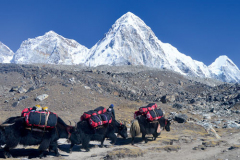 gokyo-chola-pass-trek-small